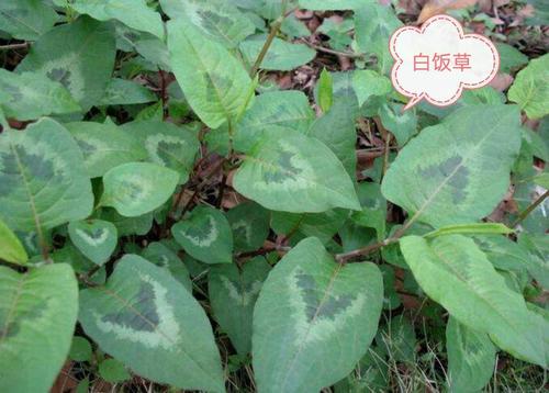 悬壶解烦燥,把脉求太平一一《潮汕常见中草药素描百唱