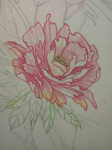 牡丹 牡丹花开-出生 1.