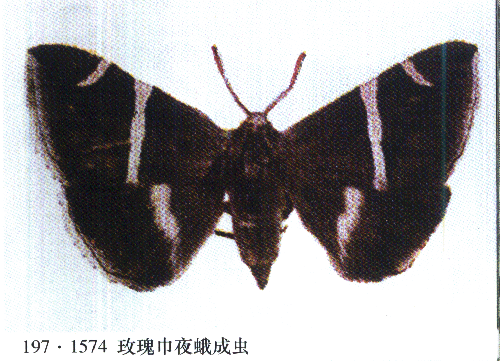 玫瑰巾夜蛾