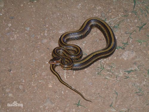 头背有3条"∧"形棕褐色或橙黄色斑纹;体背前段有4条由镶棕黑色边的红