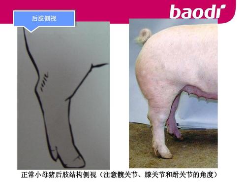 第三课时:后备猪体型外貌评定ppt