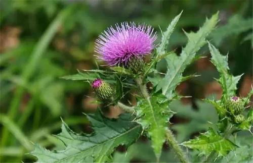 母猪刺(cirsium japonicum)