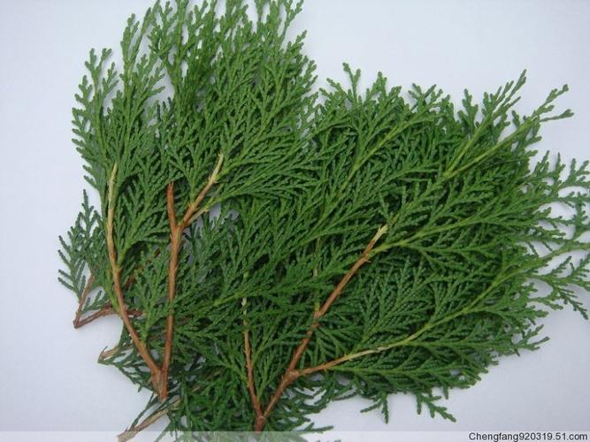 侧柏叶泡酒治脱发的验方