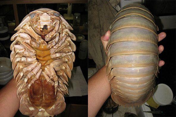 这货其实是大王具足虫(bathynomus giganteus),甲壳纲