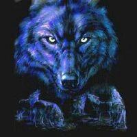 霸气血狼高清图片大全_微信头像图片大全