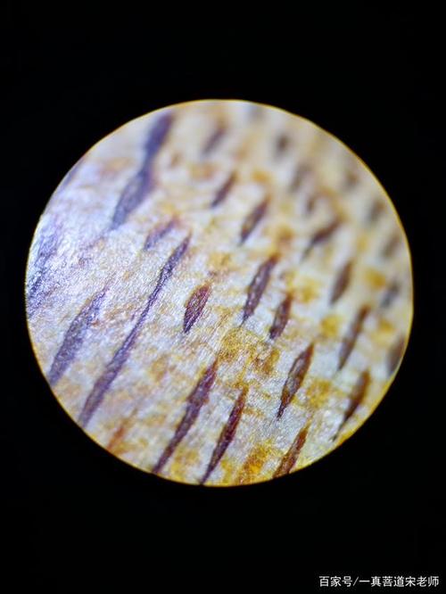 50倍显微镜下沉香的纹理 举报/反馈