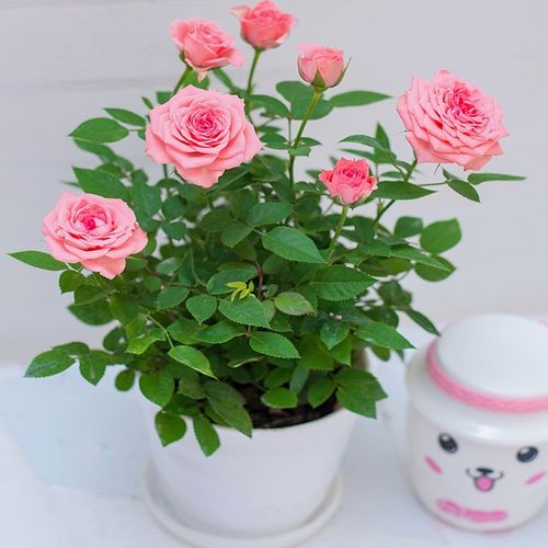 月季花的养殖方法和月季扦插最简单方法