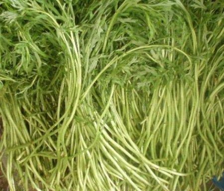 蒌蒿芦蒿的简笔画