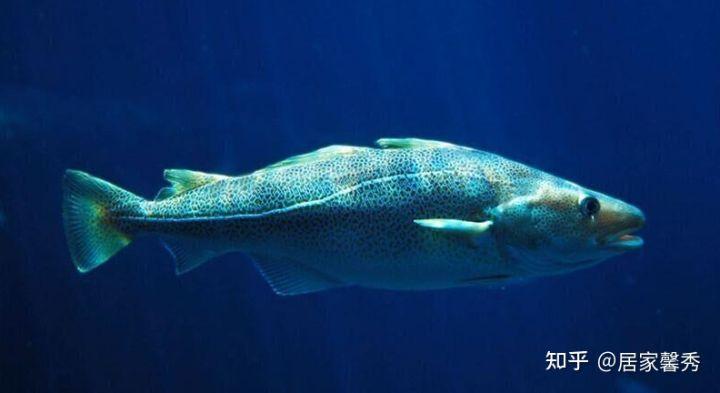 国外大牌的银鳕鱼(南极犬牙鱼)厂家都有哪些?