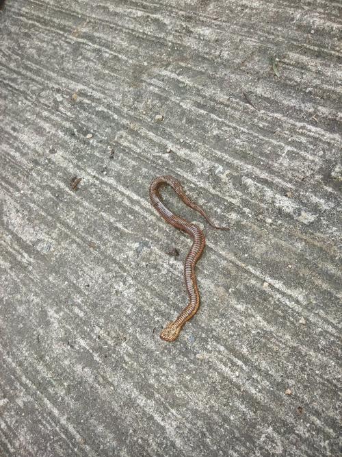 请问这是什么蛇,我小孩被这条蛇咬了几个齿印,有毒吗?