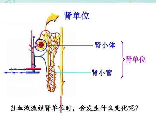 肾单位 肾小体 肾单位 肾小管 当血液流经肾单位时,会发生什么变化呢?