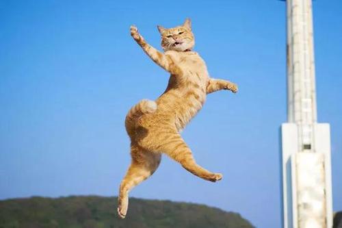 其实你们不知道 猫才是跳舞高手|猫咪|猫步|华尔兹_新浪时尚_新浪网