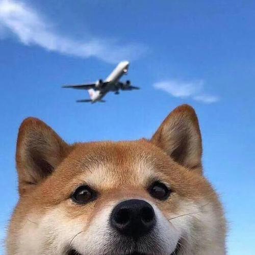 头像|一个人的沙雕头像