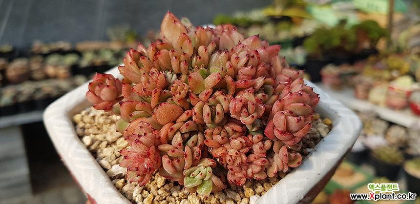 拉霍亚缀化 多肉植物