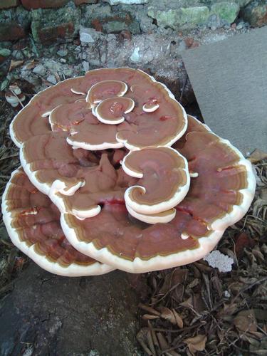 树根长了一棵类似灵芝的植物,但跟普通灵芝又很不一样