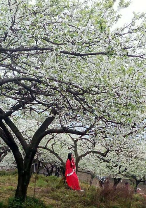成都周边大邑雾中山李花节拉开帷幕!(2019年3月9日-4月10日)