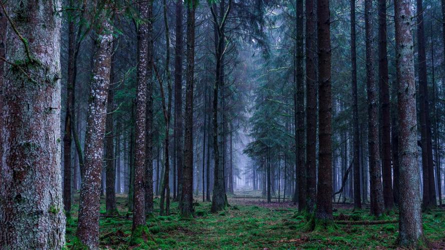 森林冷杉图片大全(4/11)