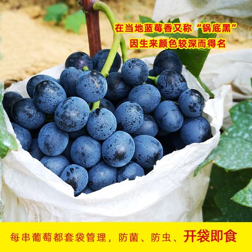 28折距离结束: 去淘宝抢购>> 收藏 摩尔多瓦大泽山葡萄蓝莓俄罗斯 0人