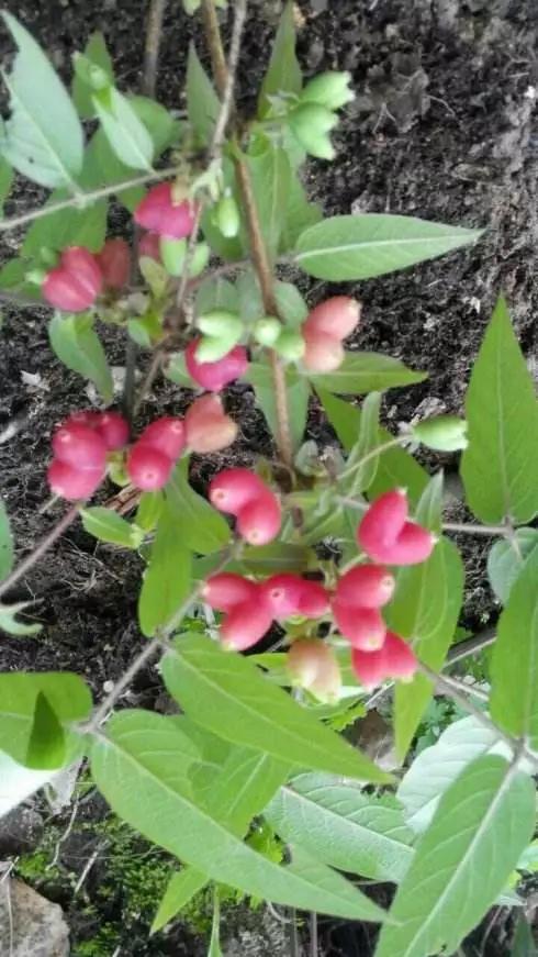 杈杷果3月上旬开花,4月果实成熟,从开花到果实成熟约需 30