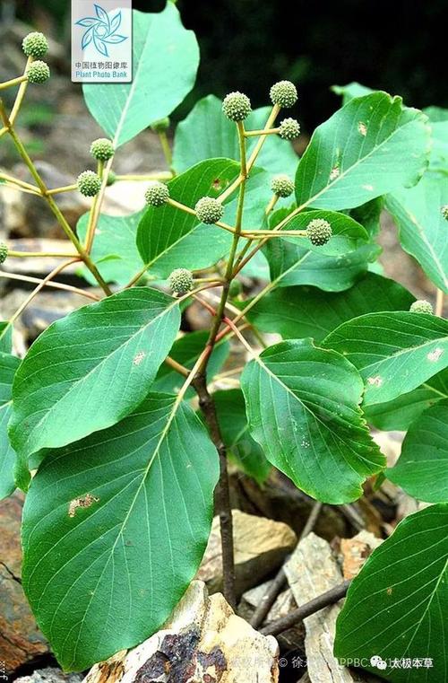 旱冬瓜,接骨续筋;水冬瓜,清热解毒,活血散瘀