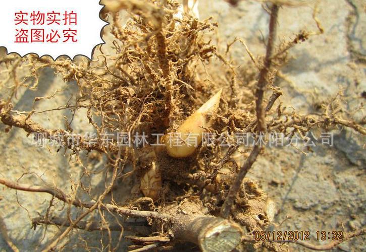毛竹的根 毛竹的生长