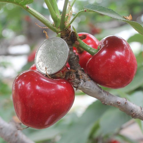 樱桃农科院新品种福星嫁接樱桃树树苗南北方种植盆栽