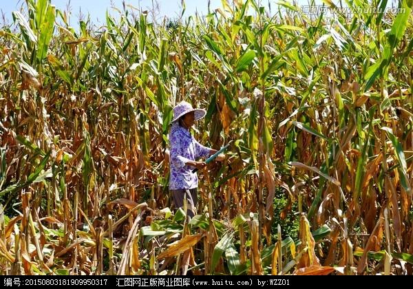[正版商业] 收割玉米