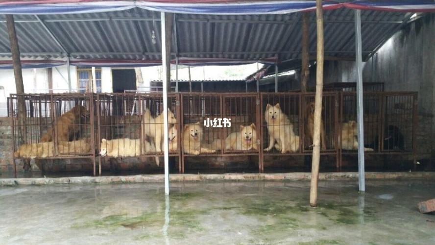犬舍=狗场?_柯基_宠物_狗