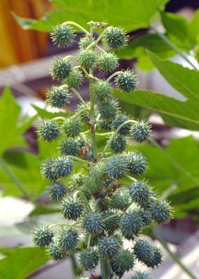 冰麻子植物图片