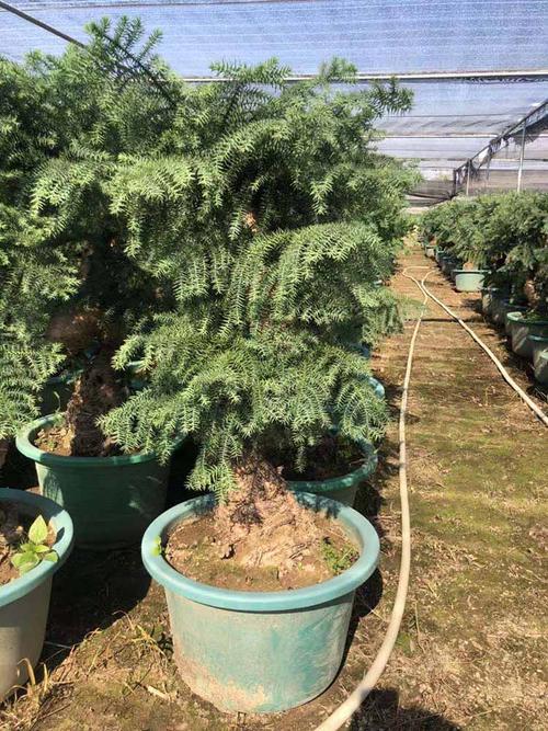 水杉树苗 杉树小苗批发