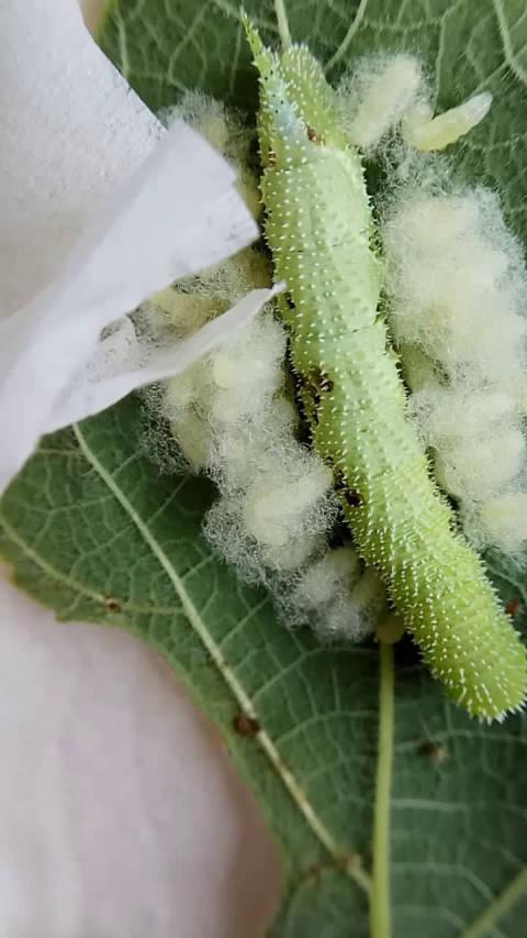 构月天蛾幼虫,才采回来第二天就发现被小茧蜂寄生了