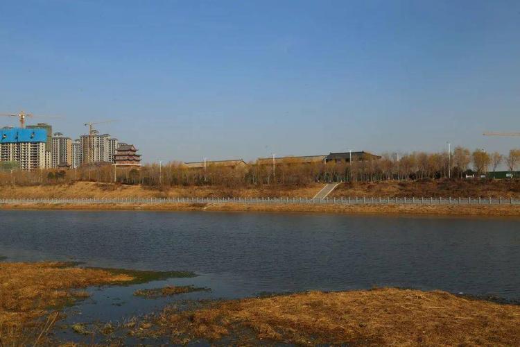 刚刚白天鹅现身禹州禹州颍河湿地公园又要火了快看