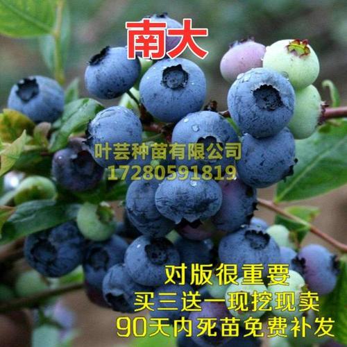 购客南大蓝莓苗四季盆栽地栽南方北方种植黑珍珠双季蓝莓树苗当年结果
