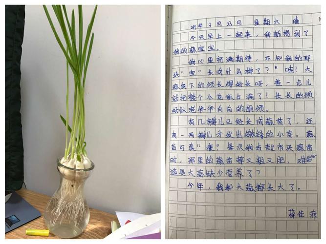 我的大蒜宝宝——植物生长观察日记