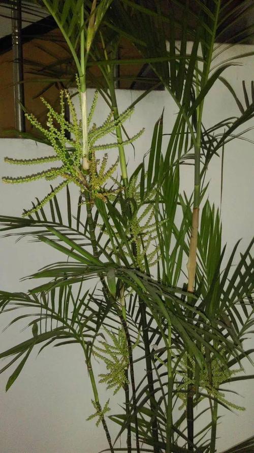 经验| 养了11年,一人多高的凤尾竹开花了