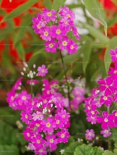 报春花又名樱花草,是报春花科报春花属的植物,多生长于荒野,田边,原