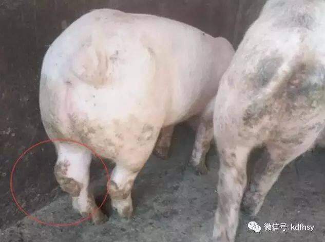 5,猪链球菌病