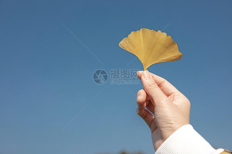 手拿银杏叶的女孩特写