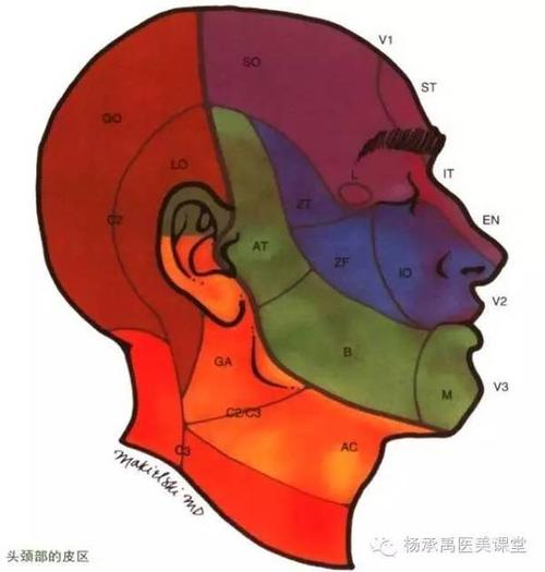 三叉神经