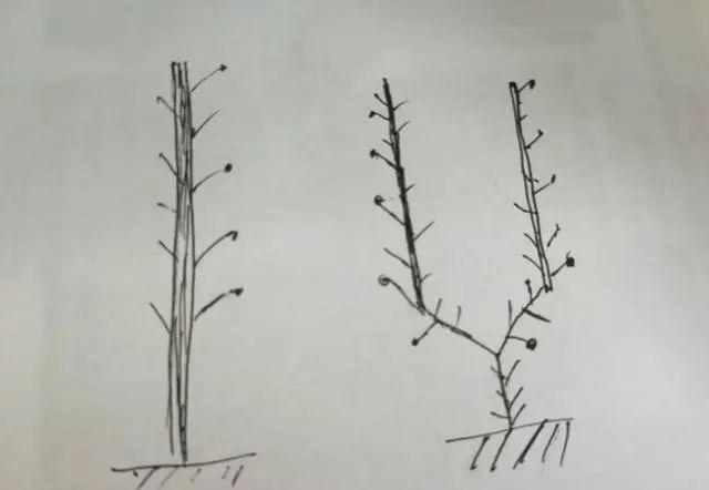双蔓整枝就是主干分成两个杈,像一个y字形,有两个蔓进行结果,其余侧枝