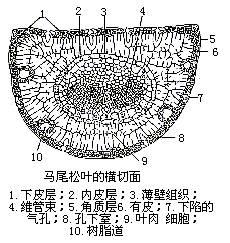 松树叶结构特点之一是( )