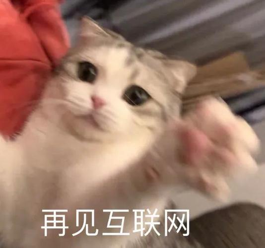 表情包:你最好老实一点