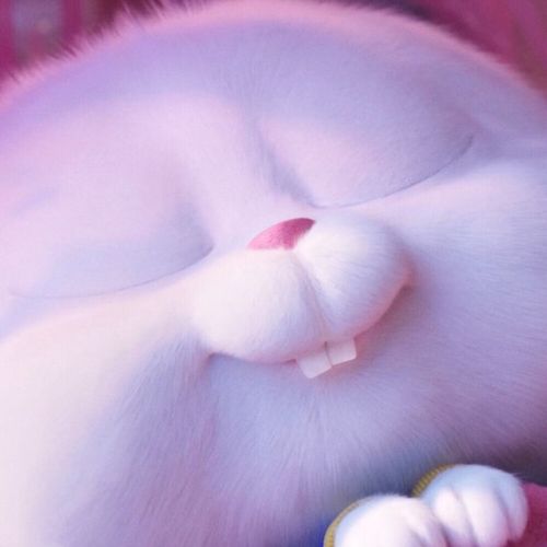 兔老大