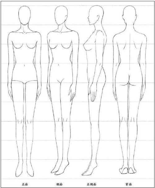 腰部明显内收,这种特征使得女性人体呈现出理想的沙漏形状