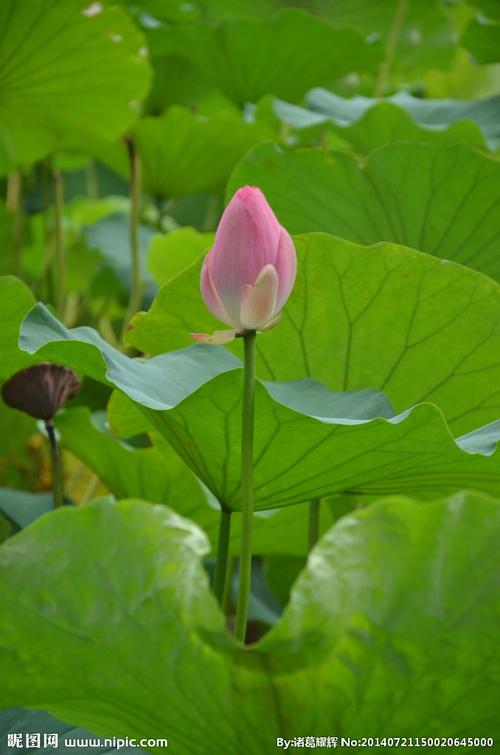 小荷才露尖尖角图片