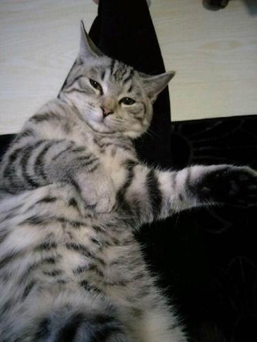 借配,美短银虎斑300一次—哈尔滨南岗区哈西短毛猫