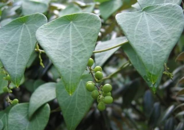 深山里这种药材俗称"金钥匙",果实形似花椒,根部还能