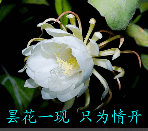 你见过昙花盛开吗?真是太美了~ -爱上微杂志