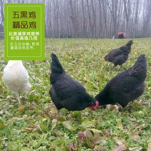 黑毛乌骨鸡农家土鸡散养笨鸡400天走地老母鸡阿华农场五黑鸡包邮