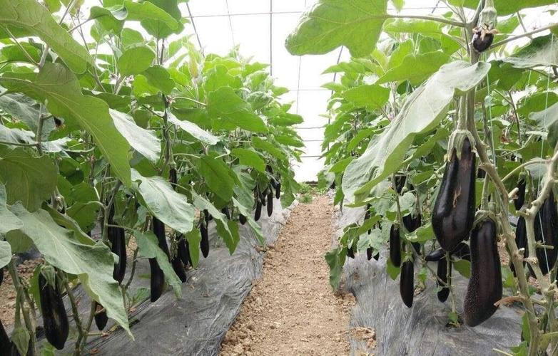 茄子整枝环节,是种植过程中的重要一环,那么整枝时要注意什么?